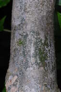 Image of Pendant-fruited corkwood