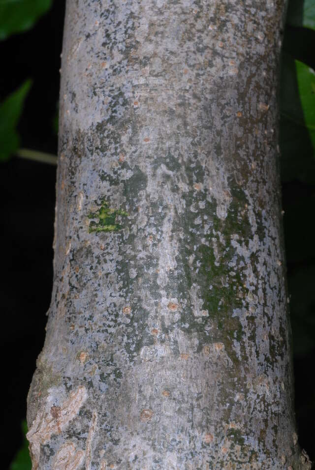 Imagem de Commiphora zanzibarica (Baill.) Engl.