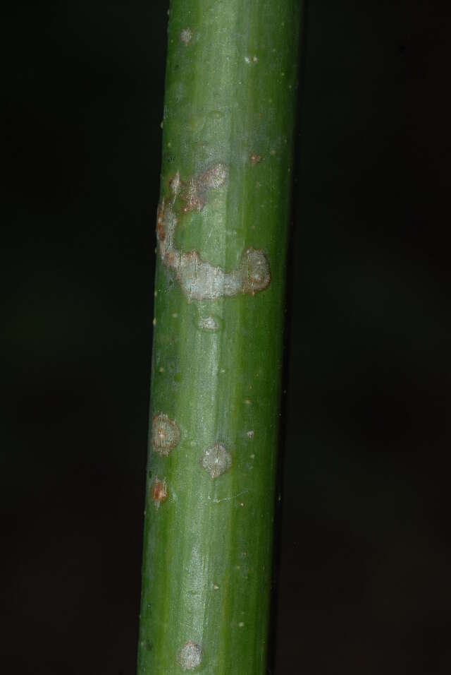 Imagem de Commiphora zanzibarica (Baill.) Engl.