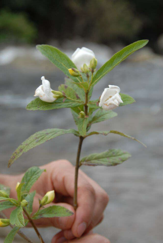 Image of Bowkeria verticillata (Eckl. & Zeyh.) Druce