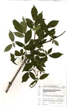 Image of Vitex ferruginea amboniensis