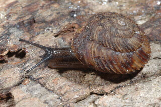 Image of disc snails