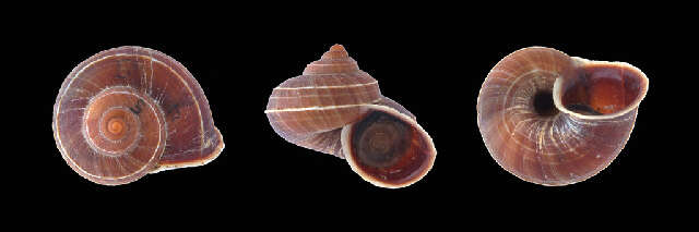 Image of Tropidophora Troschel 1847
