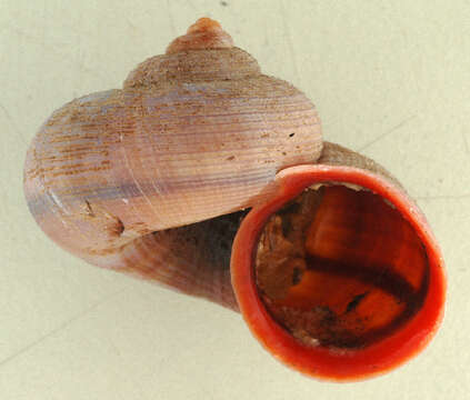 صورة Tropidophora Troschel 1847