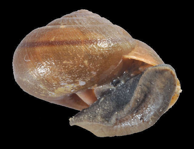 Image of Xanthonychidae