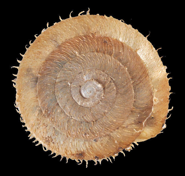 Image of Stenotrema Rafinesque 1819