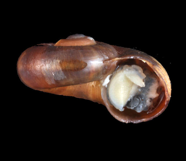 Image of Architaenioglossa