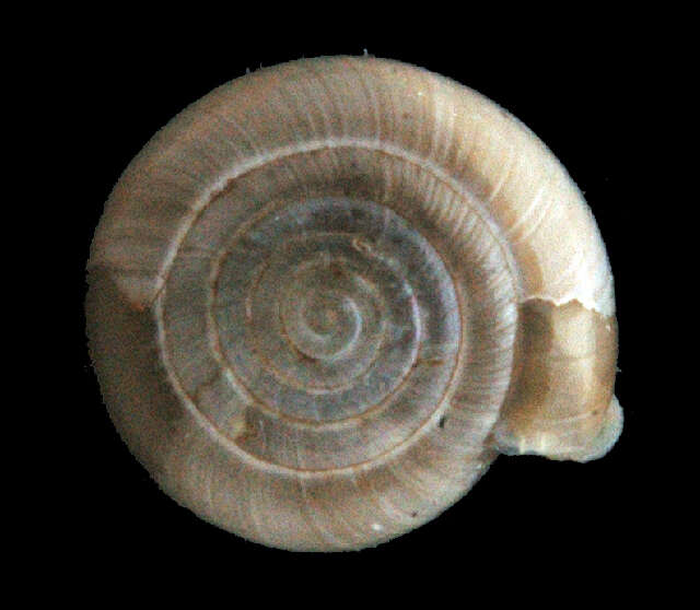Image of Limacoidei