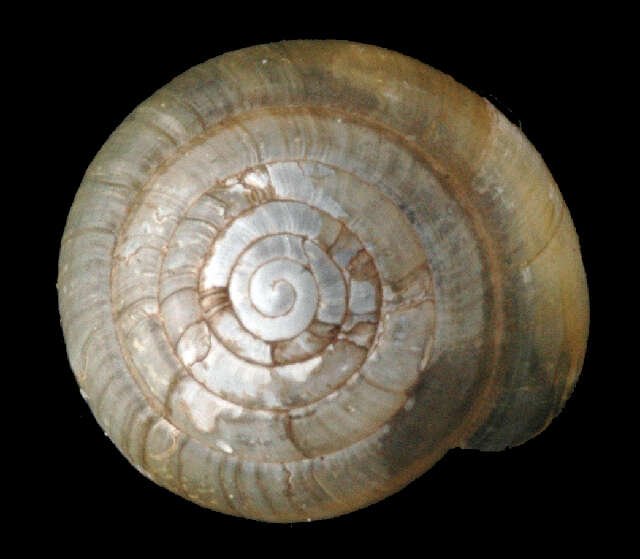Image of Vitrinoidea