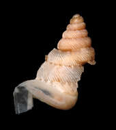 Image of Urocoptoidea Pilsbry 1898