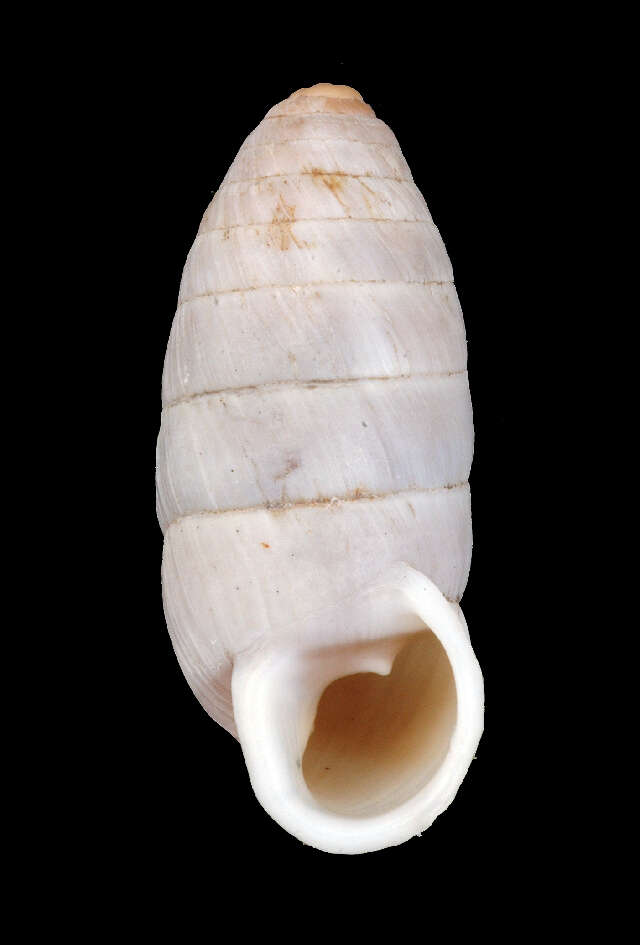 Image of Urocoptoidea Pilsbry 1898