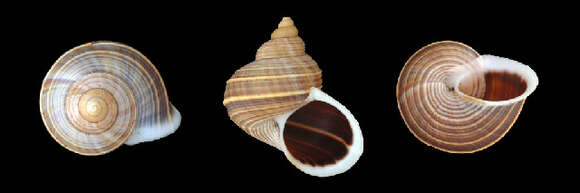 صورة Tropidophora Troschel 1847