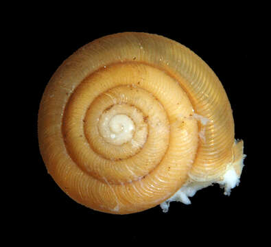Image of Helicodiscidae