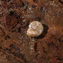 Image of Haplotrema Ancey 1881
