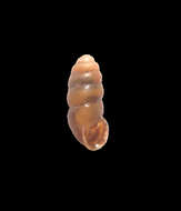 Image de Gastrocoptidae