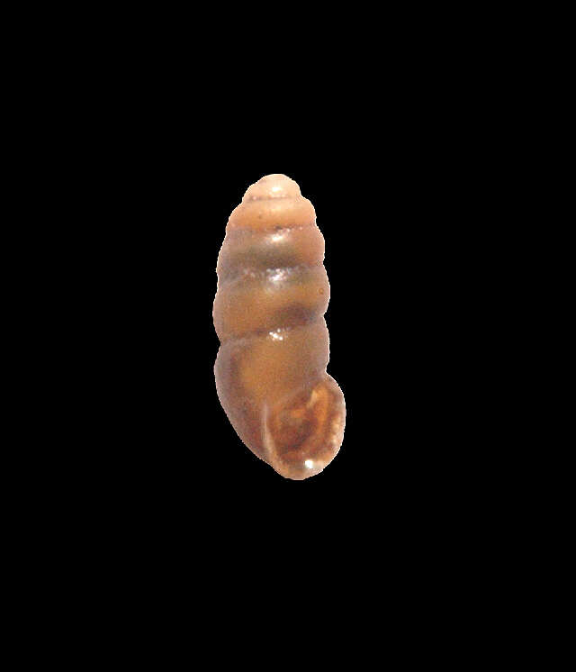 Image de Gastrocoptidae