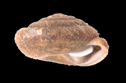 Image of Polygyridae