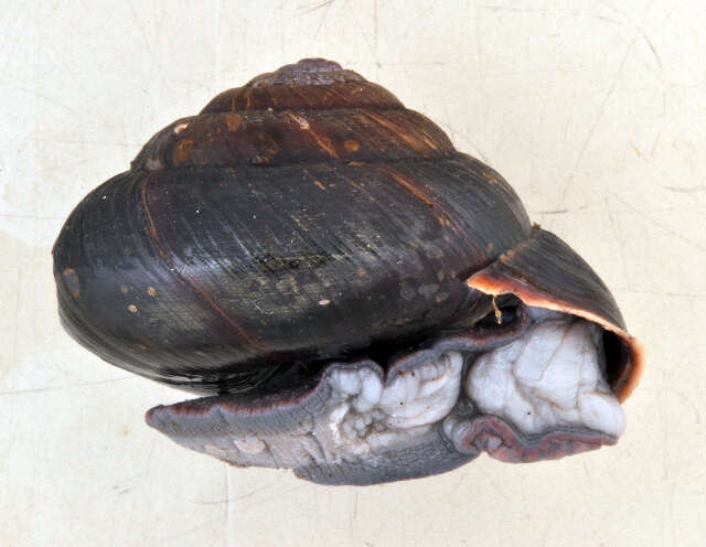 Image of Xanthonychidae