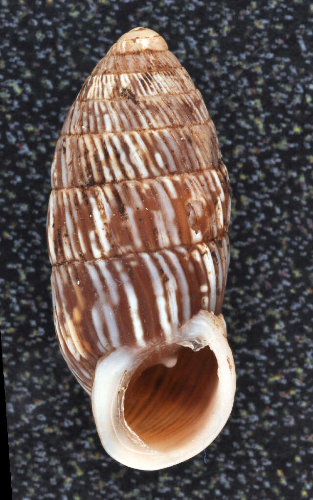 Image of Urocoptoidea Pilsbry 1898