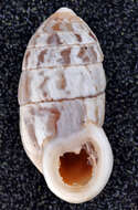 Image of Urocoptoidea Pilsbry 1898