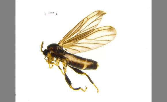 Image of Canthyloscelidae