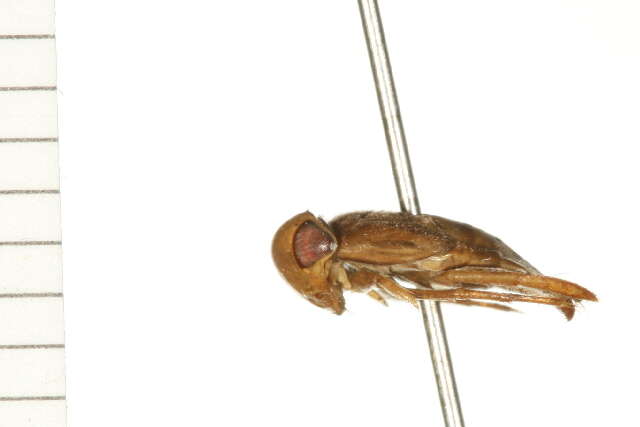 Image of Notonectoidea Latreille 1802