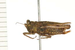 Image of Tetrigoidea