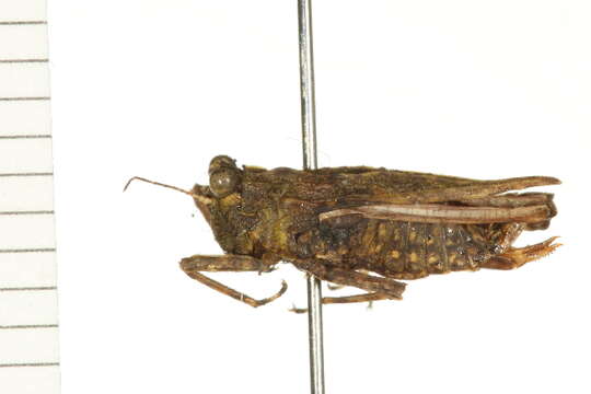 Image de Tetrigoidea