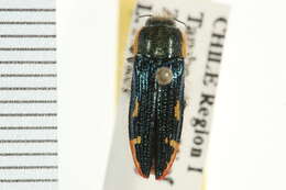 Image of Metallic Wood Boring Beetles