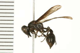 Image of Epipona niger (Brethes 1926)