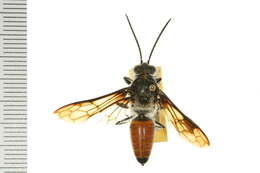 Image of tiphiid wasps