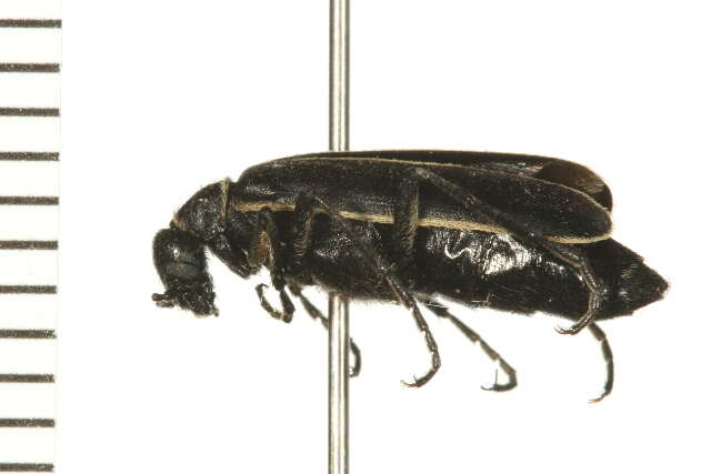 Image of blister beetles