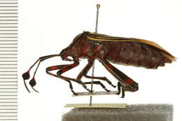 Image of Giant Mesquite Bug