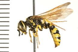 Image of Philanthus crabroniformis F. Smith 1856