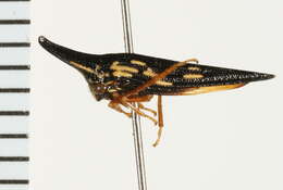 Image of treehoppers