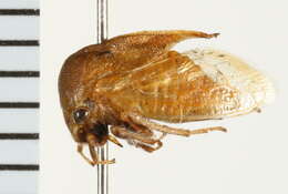 Image of <i>Ceresa lutea</i>