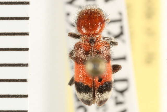 Image of checkered beetles