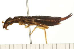 Image of Labiduroidea