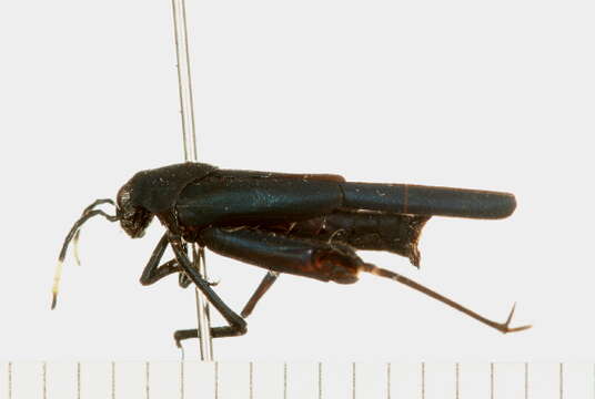 Image of Ripipterygidae