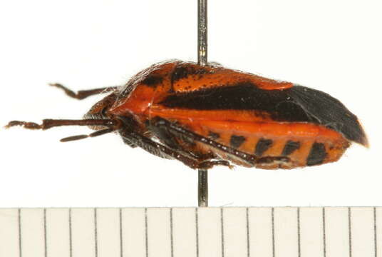 Image of Agonoscelis rutila