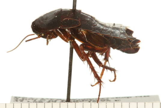 Image of blattid cockroaches