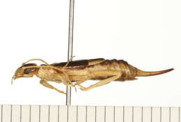 Image of Labiduroidea