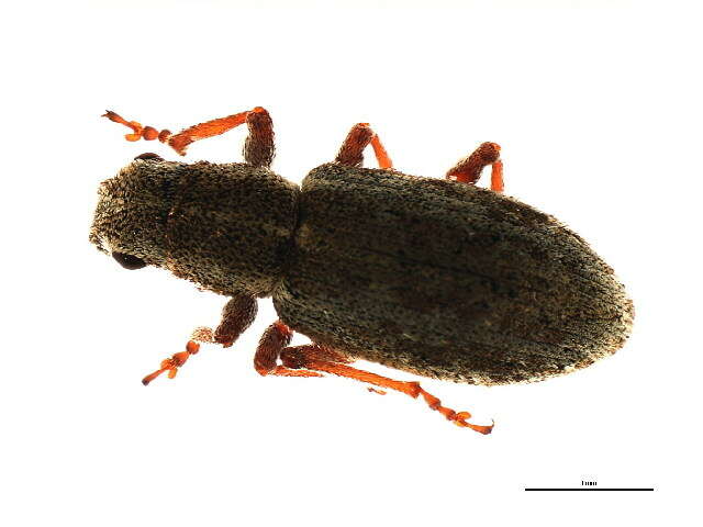 Image of Alfalfa Curculio