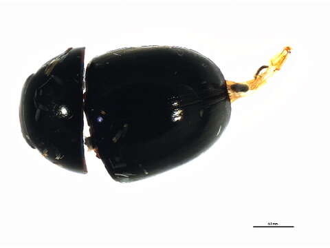 Image of <i>Phalacrus penicillatus</i>