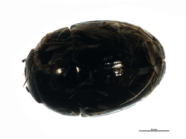 Image of <i>Phalacrus penicillatus</i>