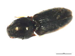 Imagem de <i>Oedostethus femoralis</i>