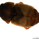 Image de <i>Nitops pallipennis</i>