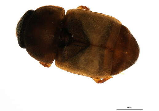 Image of <i>Nitops pallipennis</i>