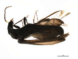 <i>Dichelotarsus piniphilus</i>的圖片