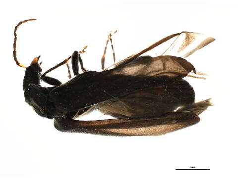 <i>Dichelotarsus piniphilus</i>的圖片